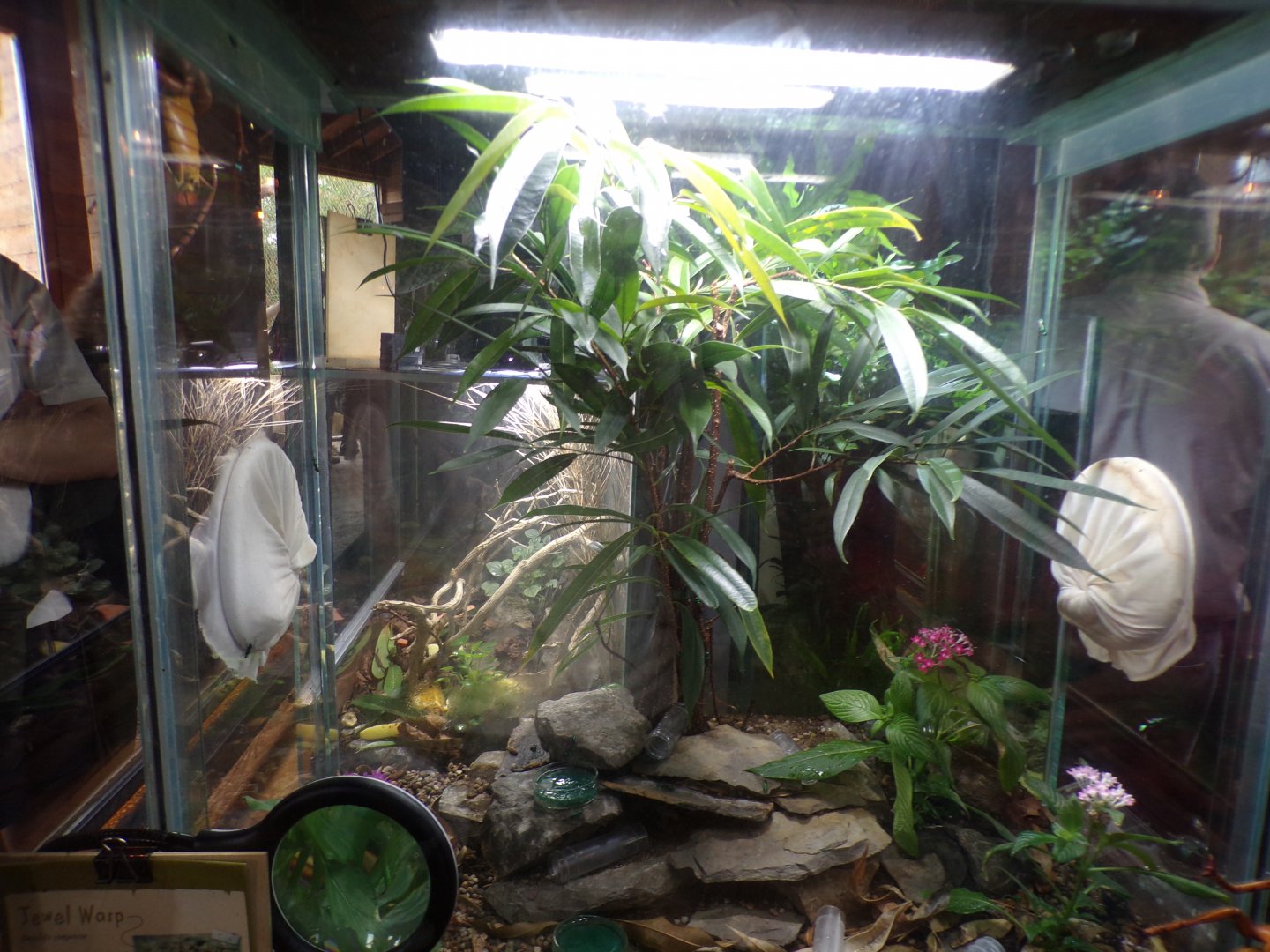 Jewel wasp terrarium 29.6.24