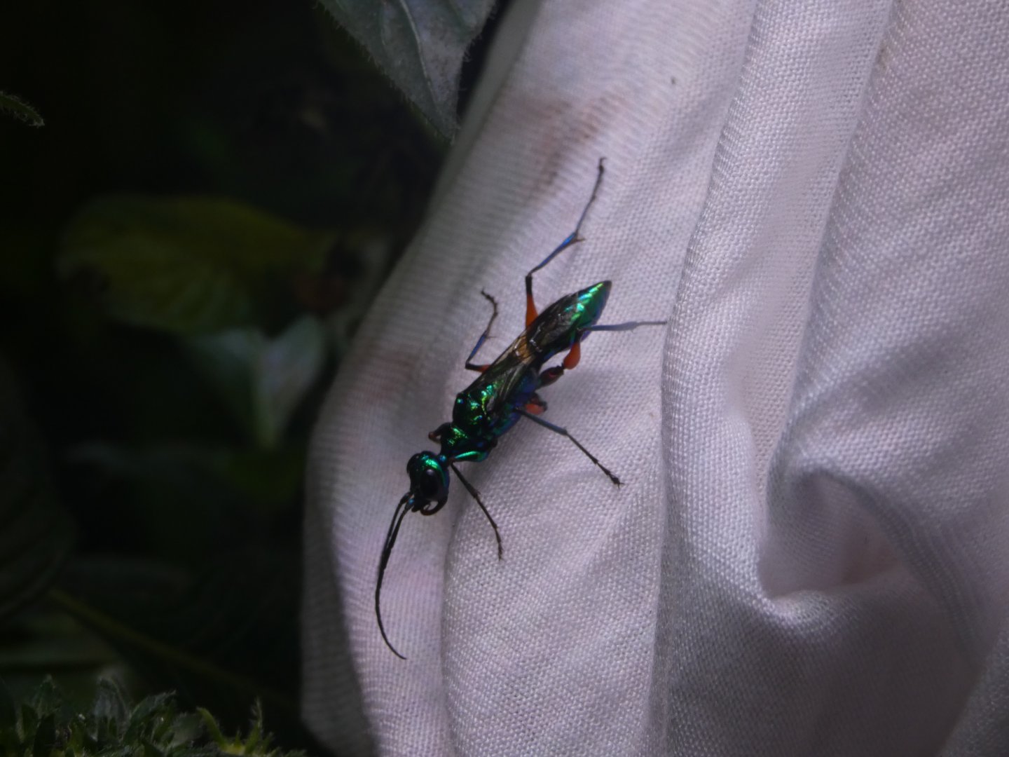 Jewel Wasp