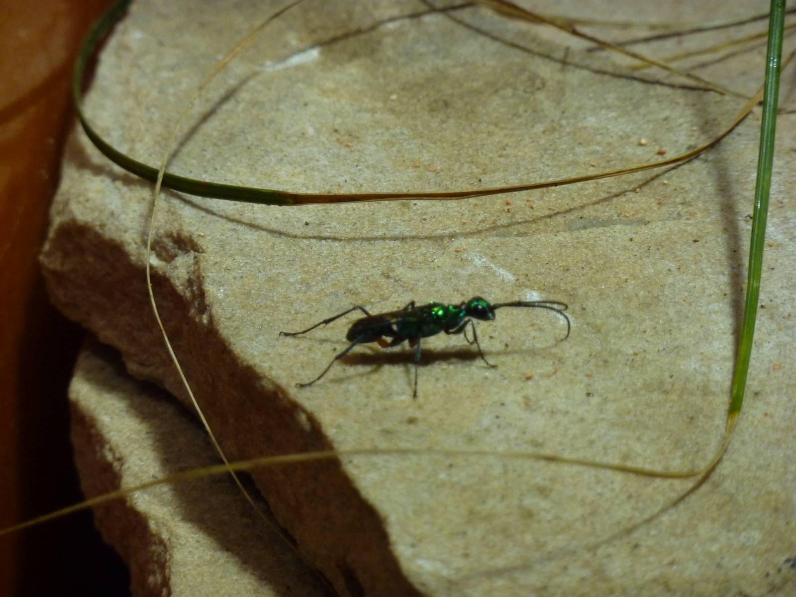 Jewel wasp