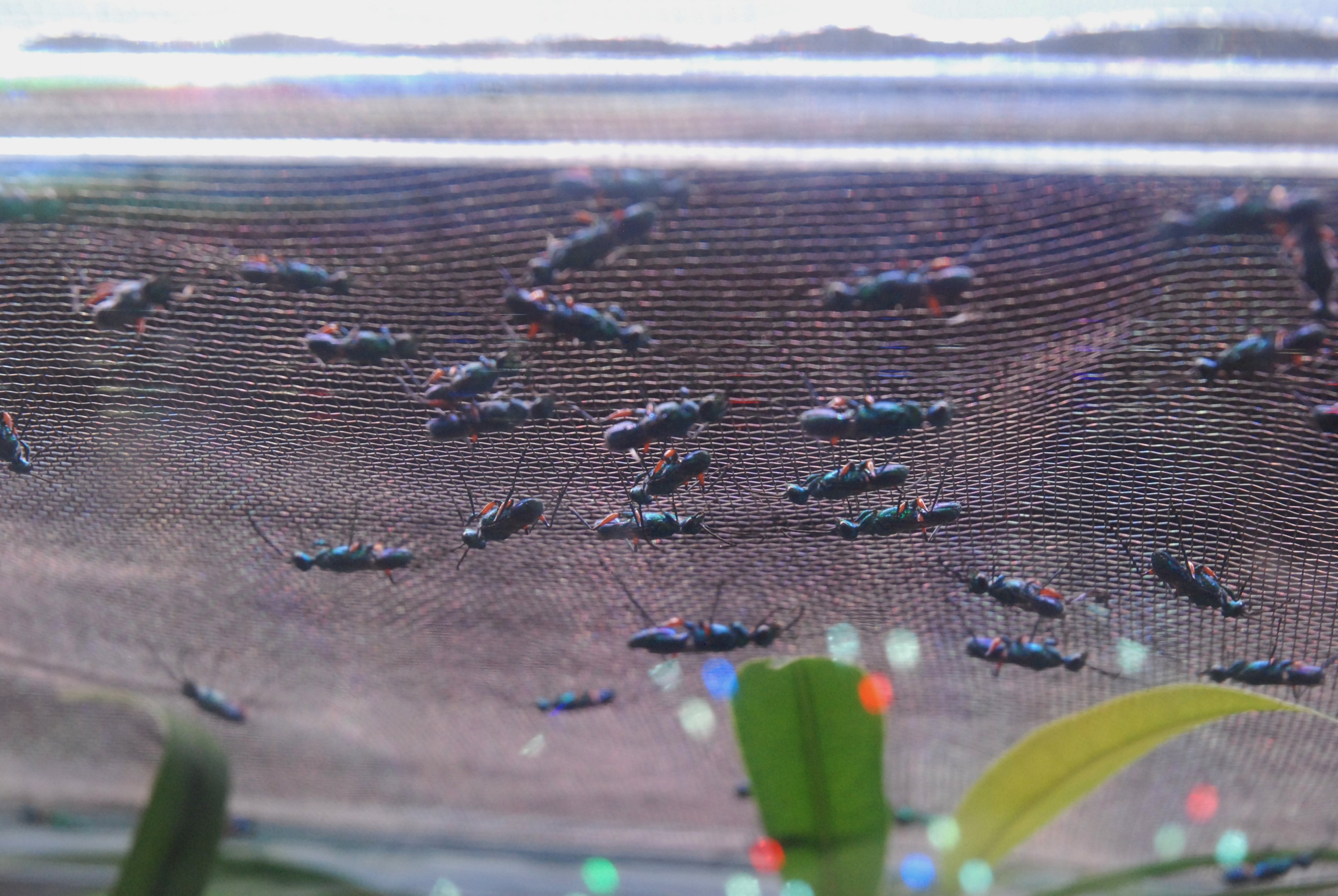 Jewel Wasps at Chester, 20th July 2021