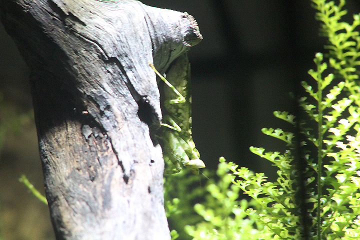 Jeweled flower mantis (Creobroter gemmatus)