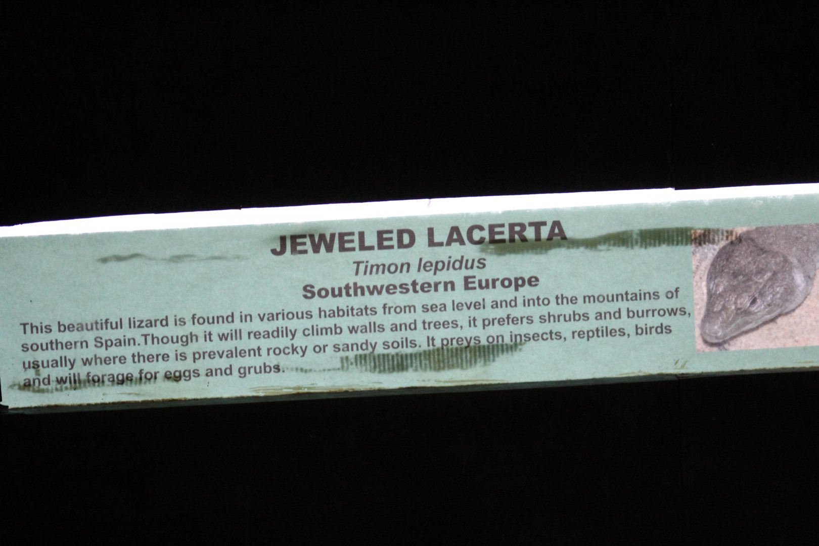 Jeweled Lacerta Signage