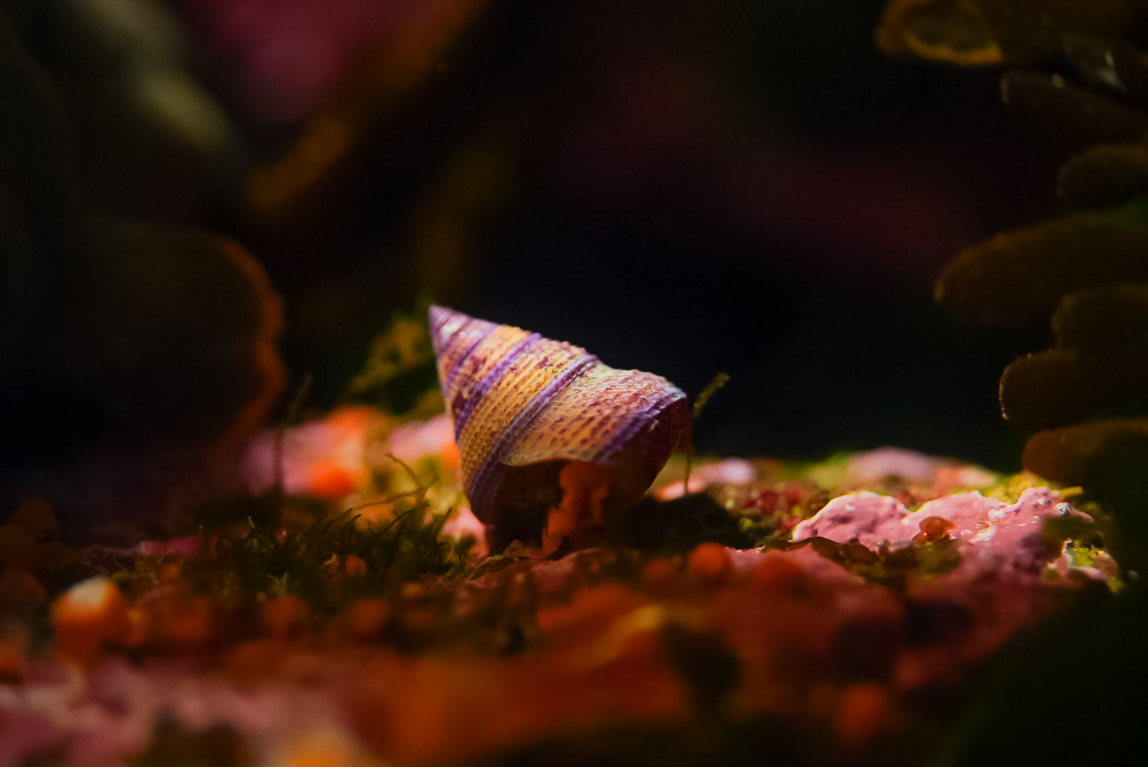 Jeweled Top Snail