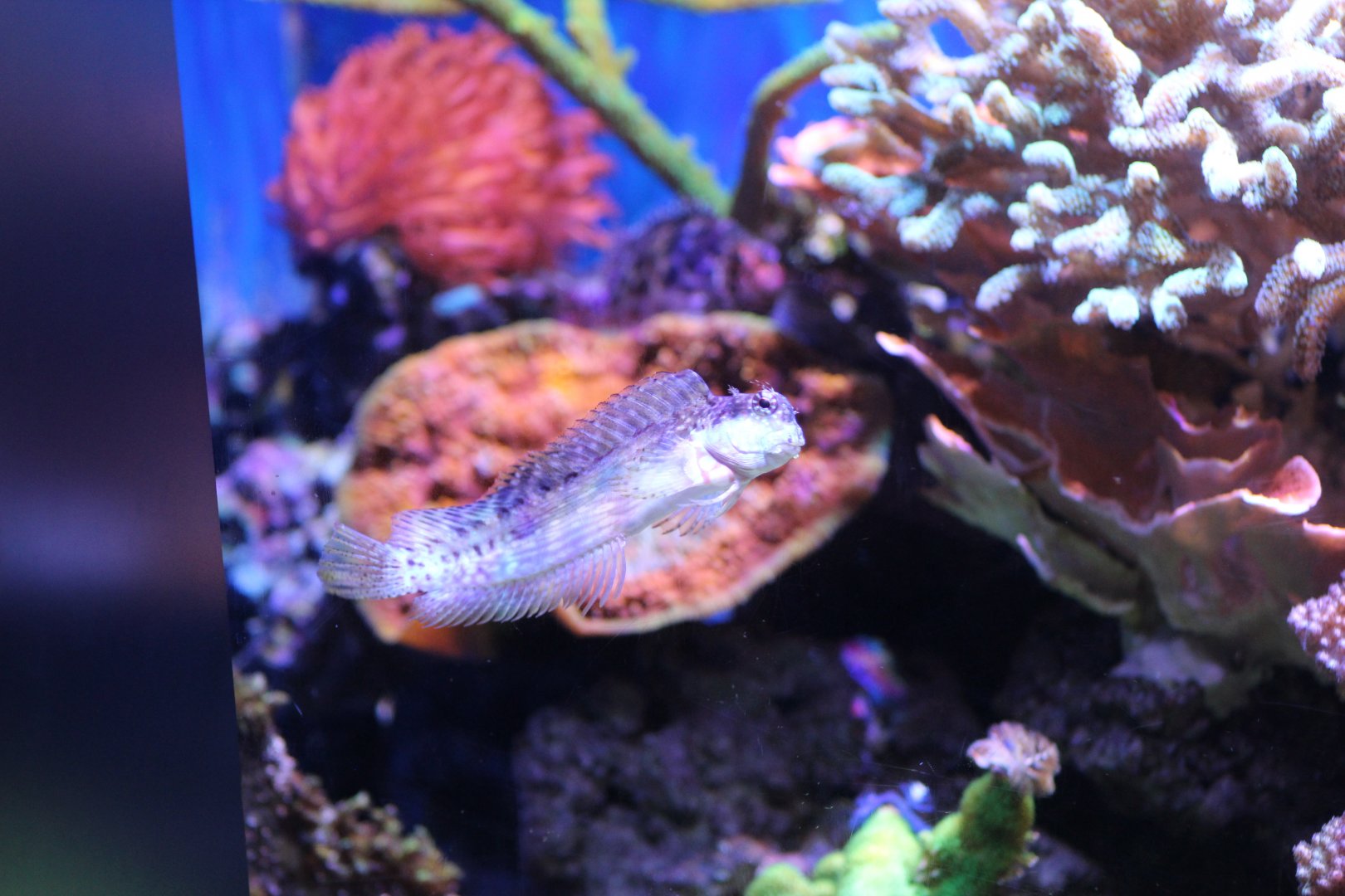 Jewelled Blenny