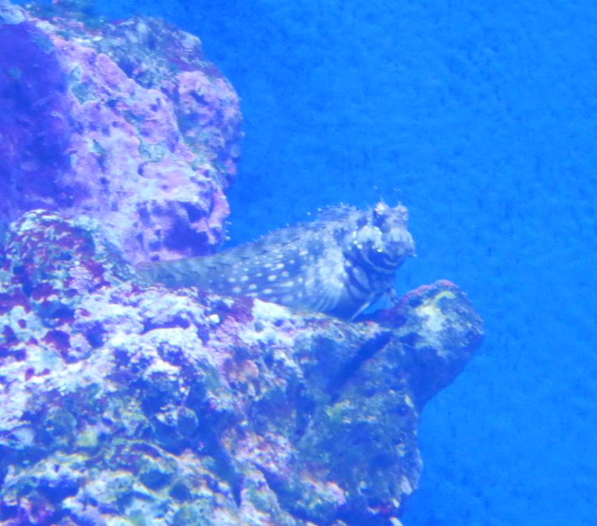 Jewelled Blenny