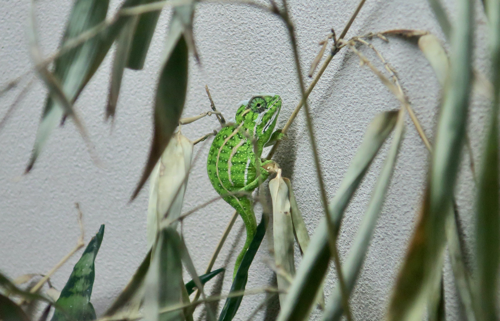 Jewelled Chameleon (Furcifer campani)
