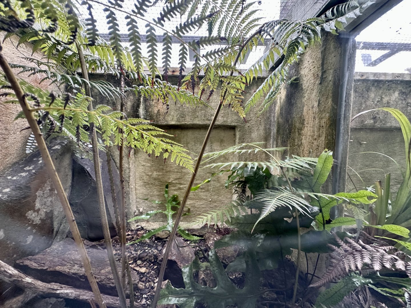 Jewelled Gecko/Central Otago Gecko Exhibit