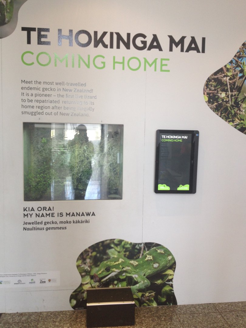 Jewelled Gecko exhibit