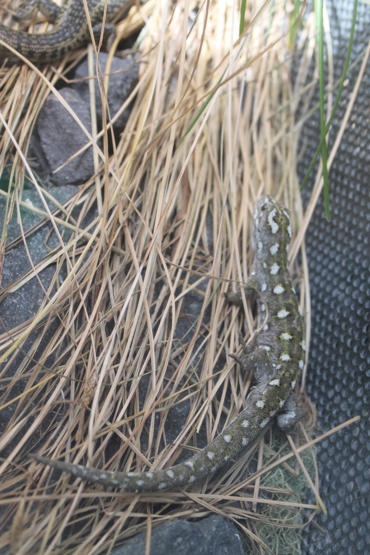 Jewelled Gecko (Naultinus gemmeus)