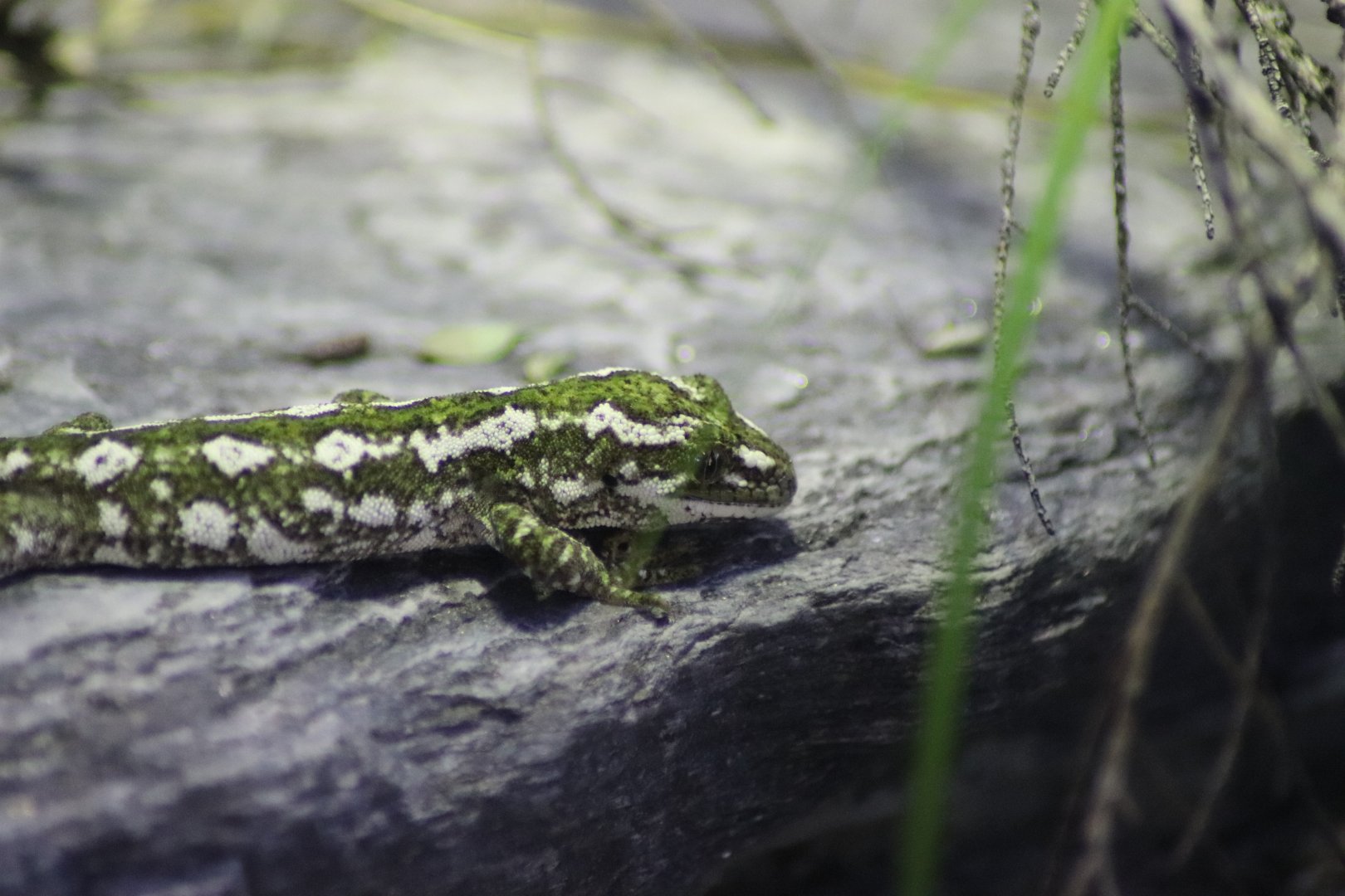 Jewelled Gecko