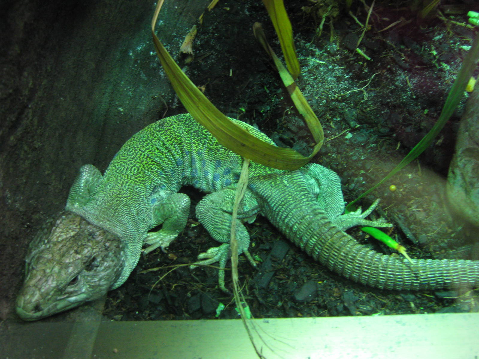 Jewelled lizard (Lacerta lepida)