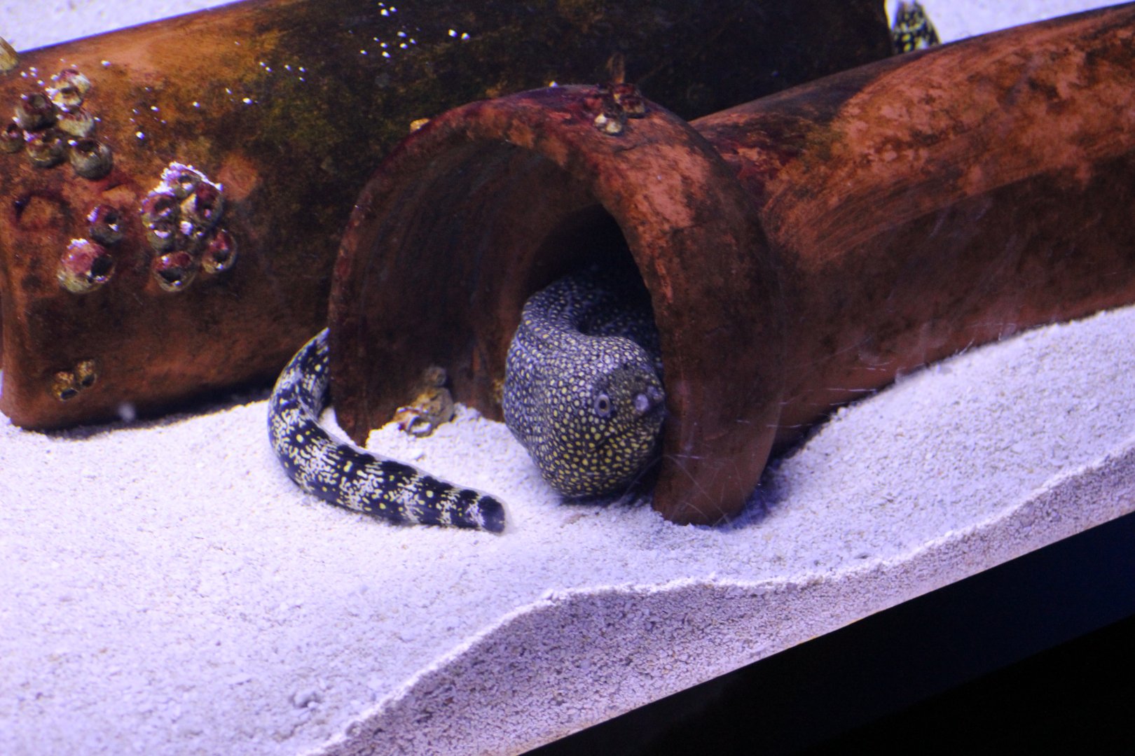 Jewelled Moray