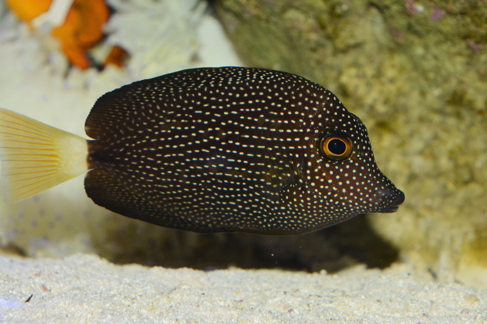 Jewelled tang (Zebrasoma gemmatum)
