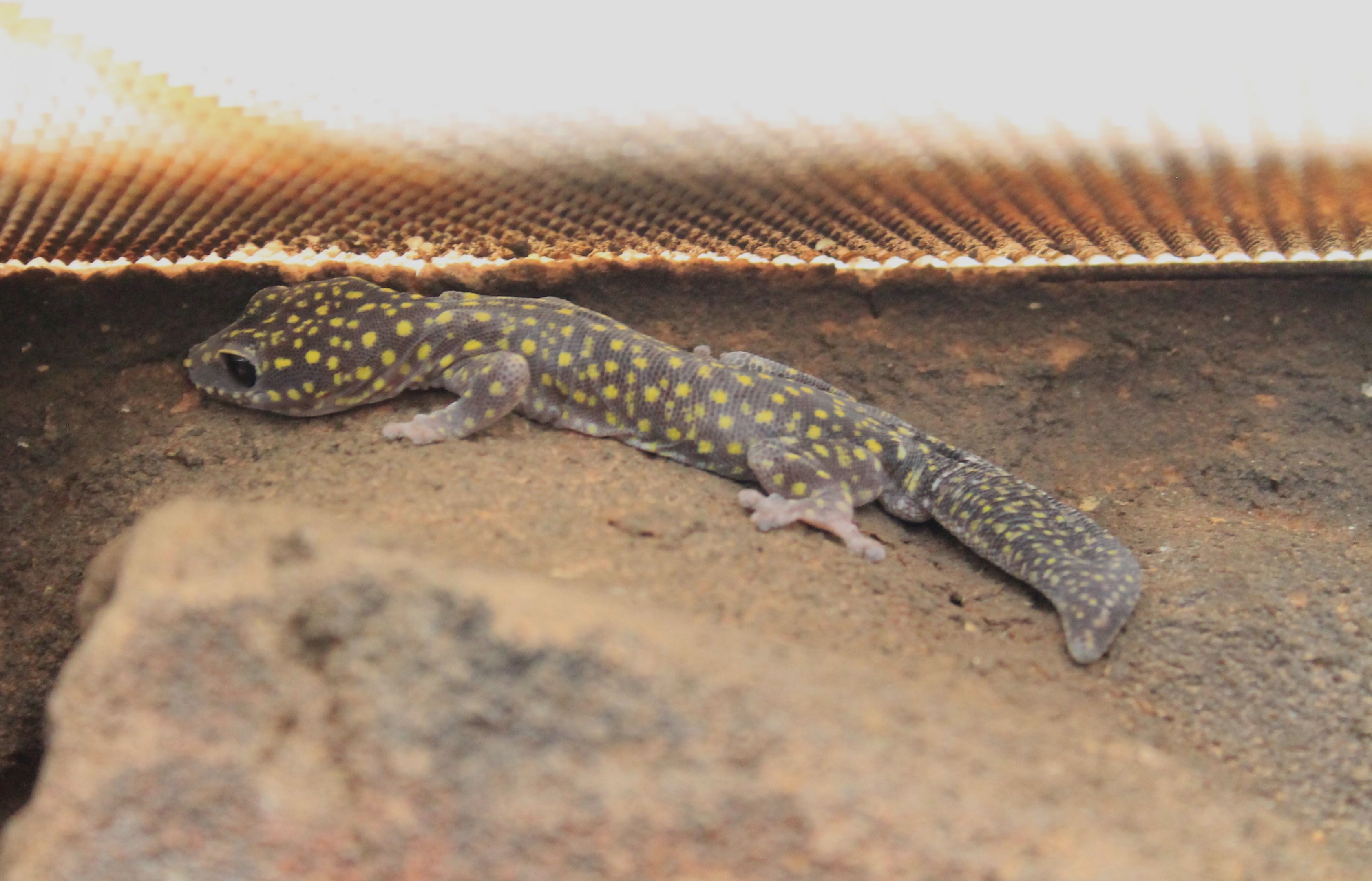 Jewelled Velvet Gecko (Oedura gemmata)