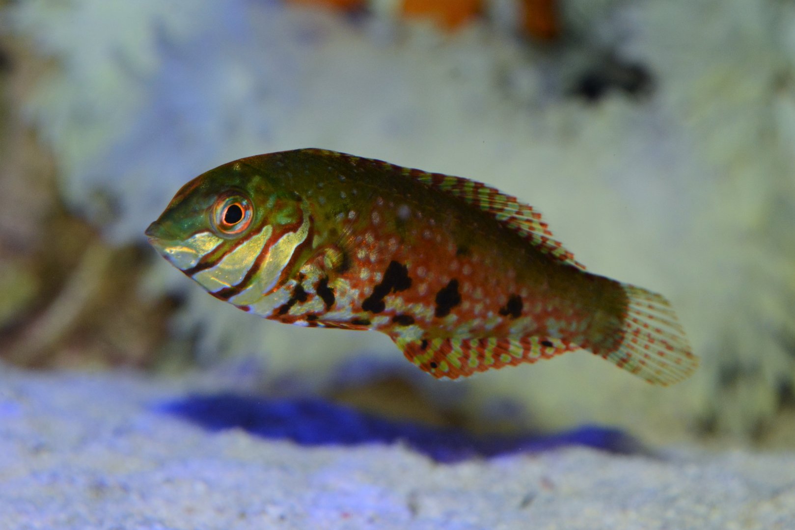 Jewelled wrasse (Halichoeres lapillus)