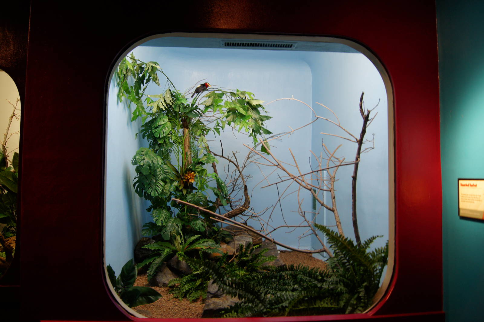 Jewels of the Bird World