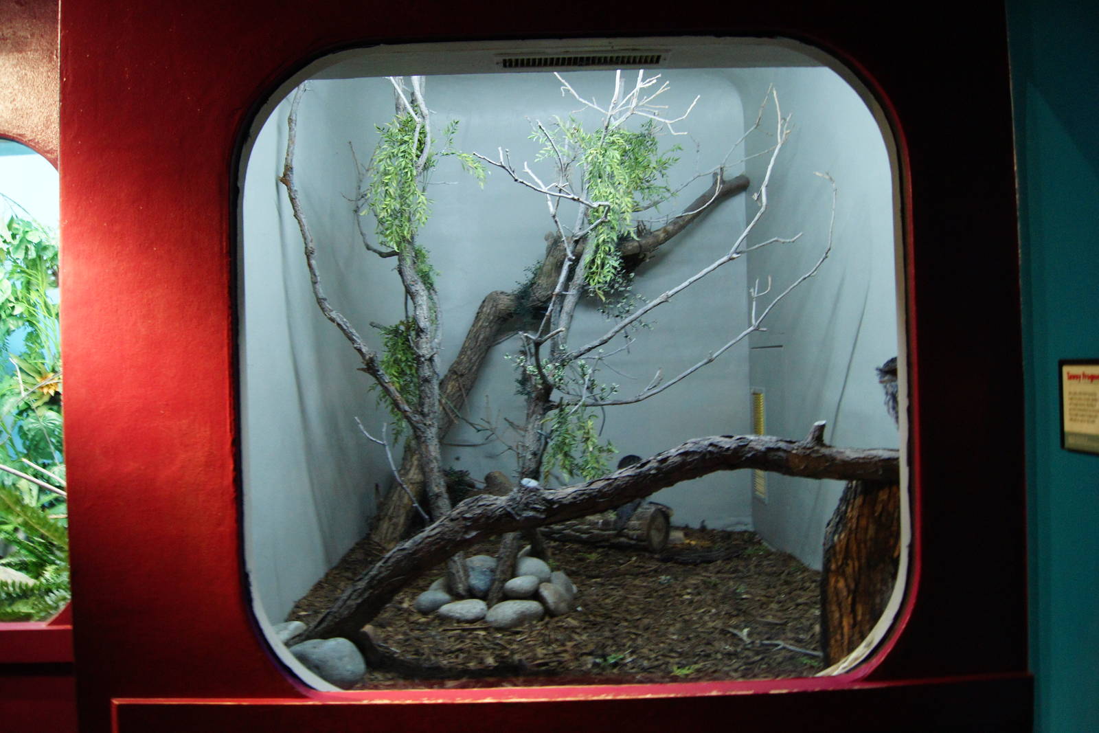 Jewels of the bird world