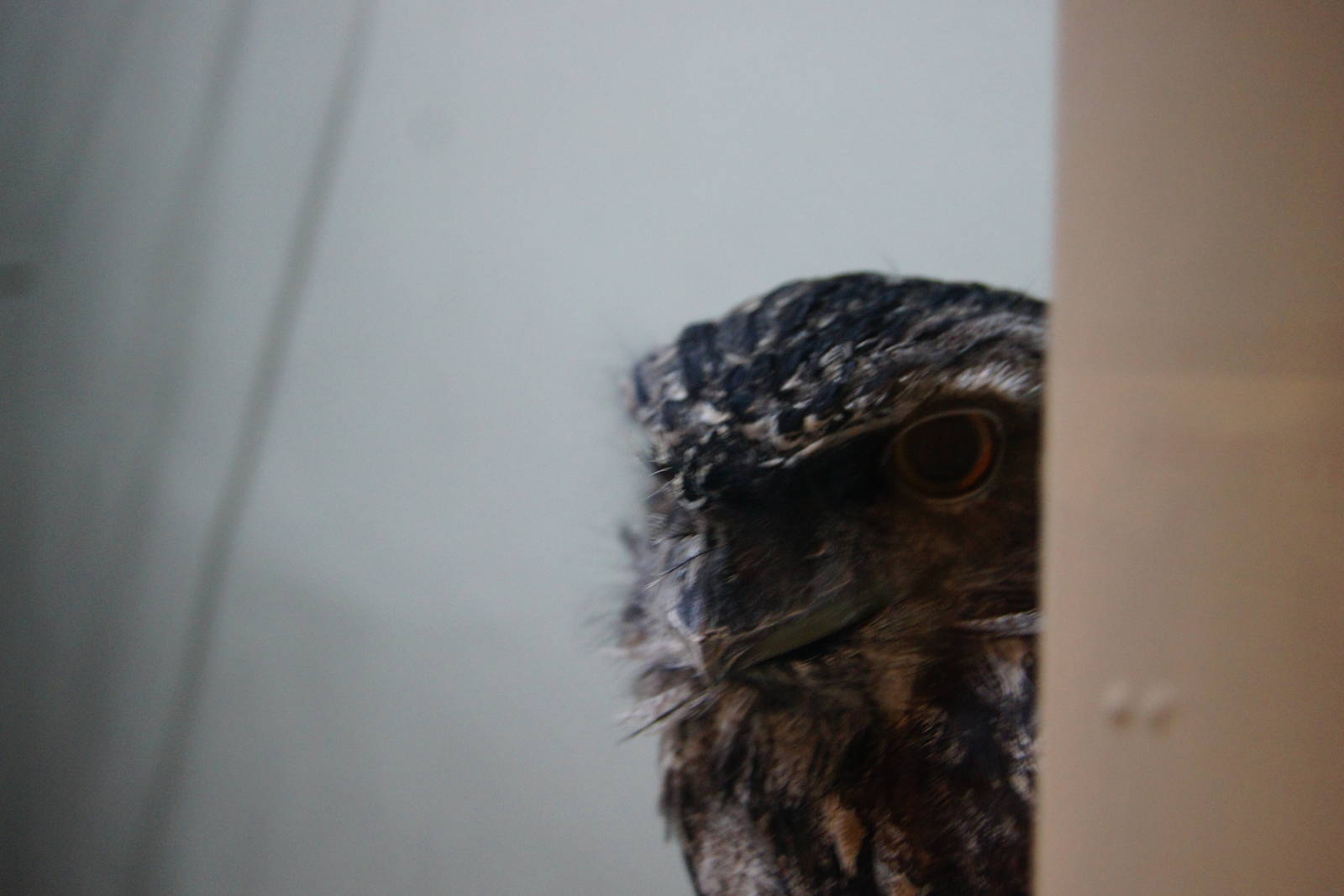 Jewels of the Bird World