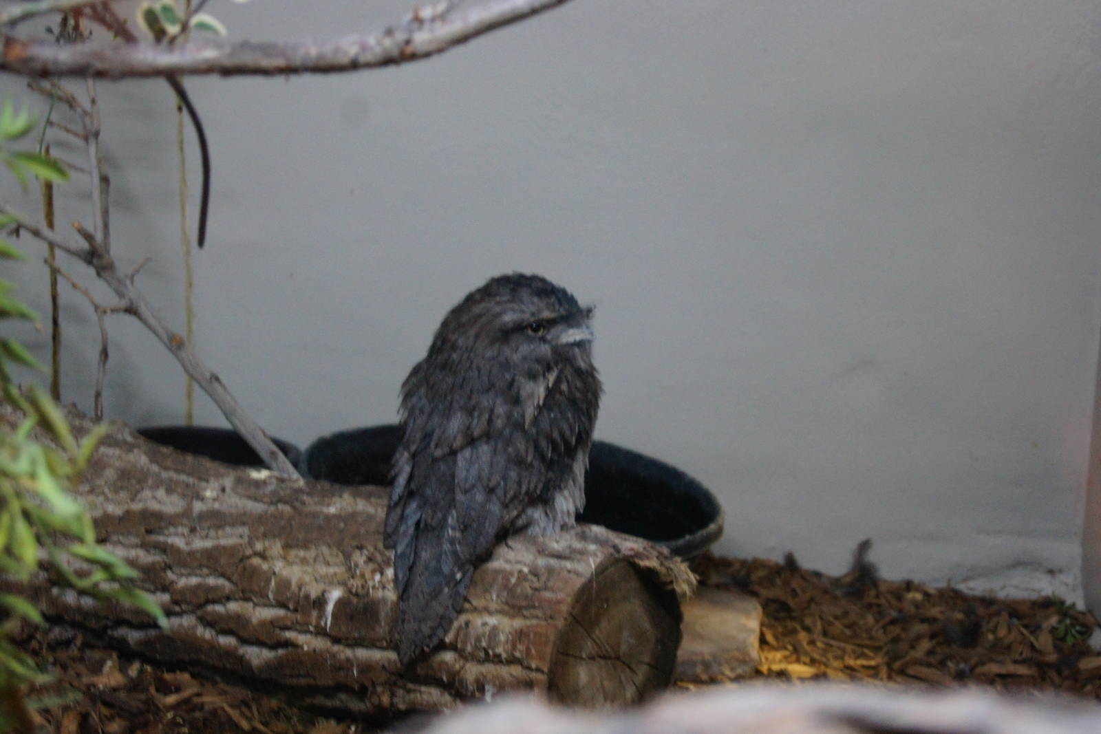 Jewels of the Bird World