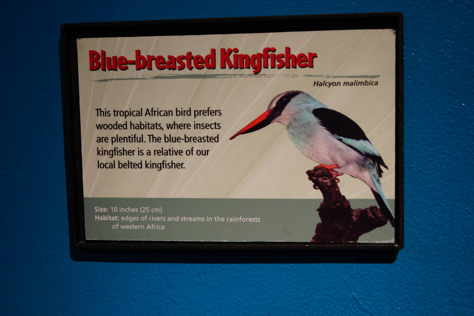 Jewels of the Bird World