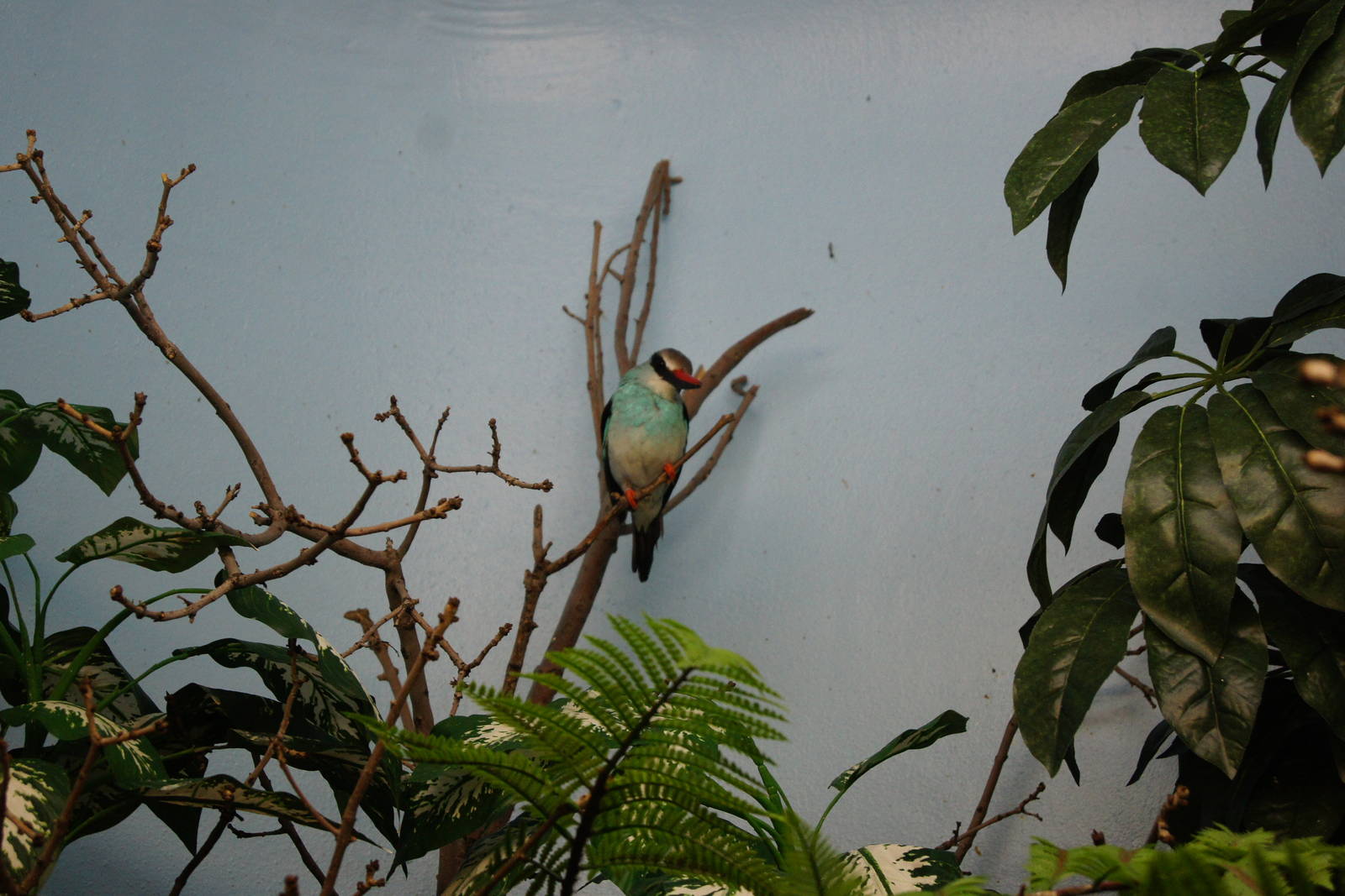 Jewels of the Bird World