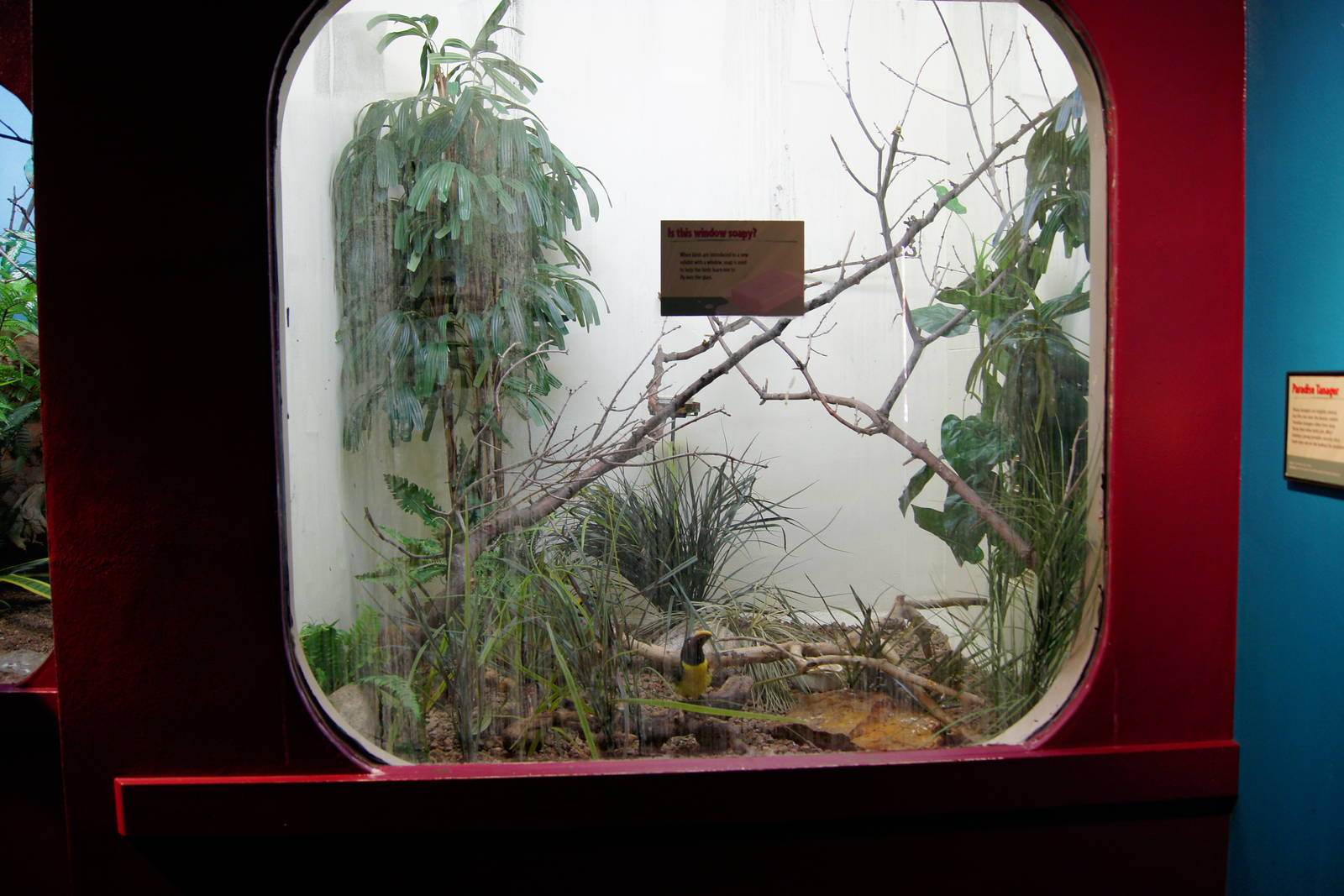 Jewels of the Bird World