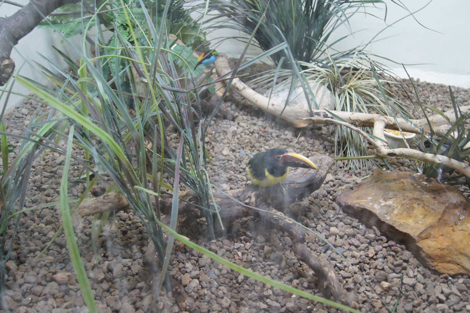 Jewels of the Bird World