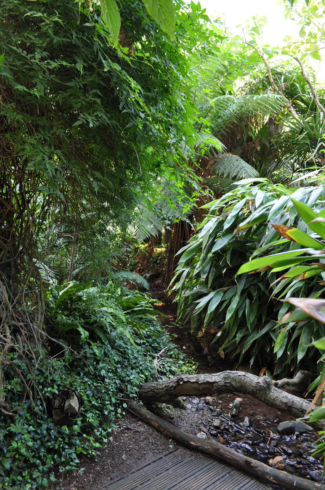 Jewels of the Forest Walkthrough