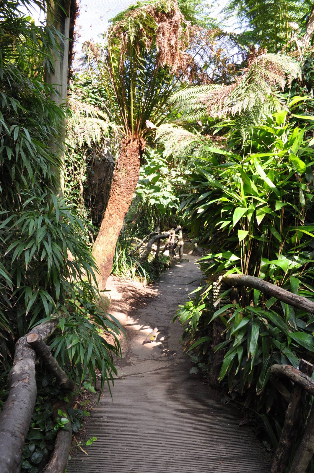 Jewels of the Forest Walkthrough