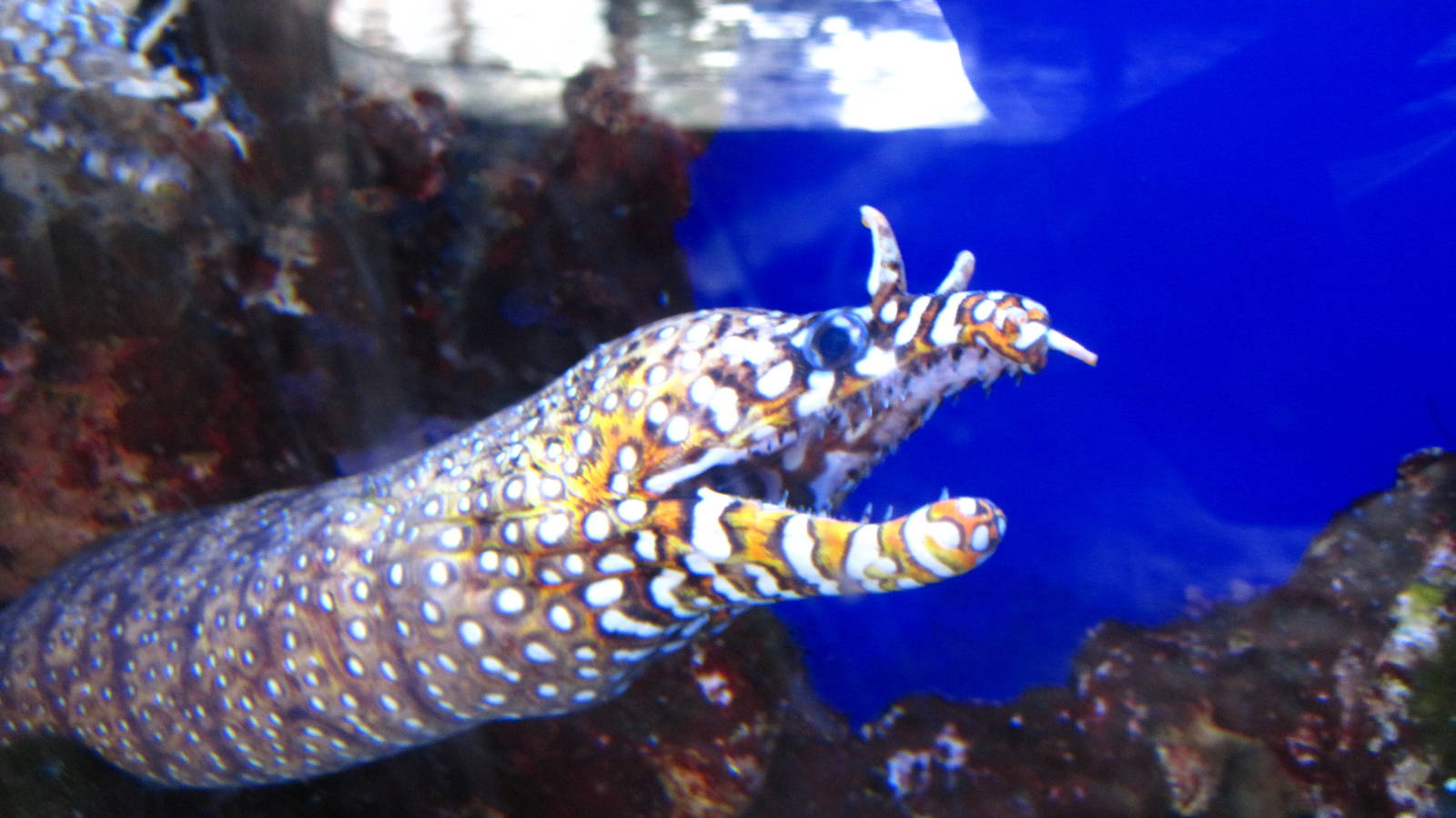 Jewels of the Reef - Dragon Moray Eel