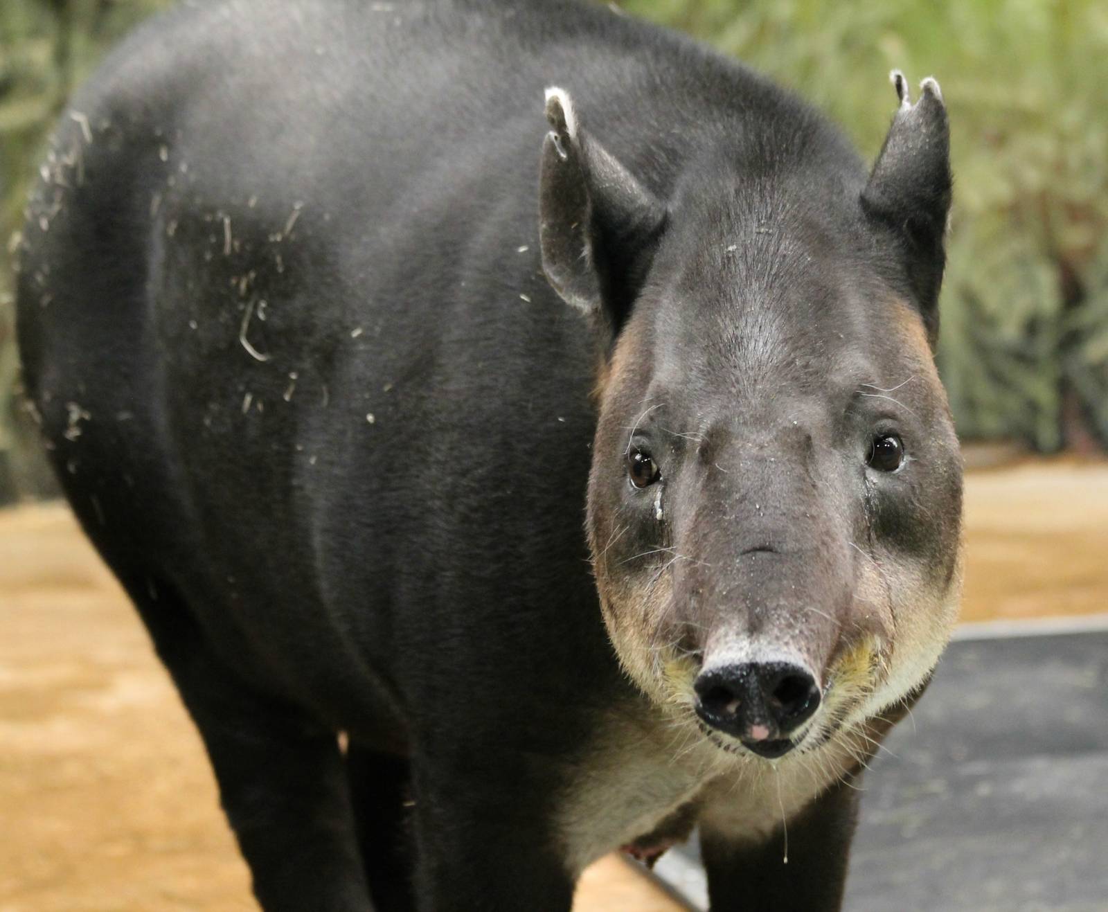Jezabel the Baird's tapir