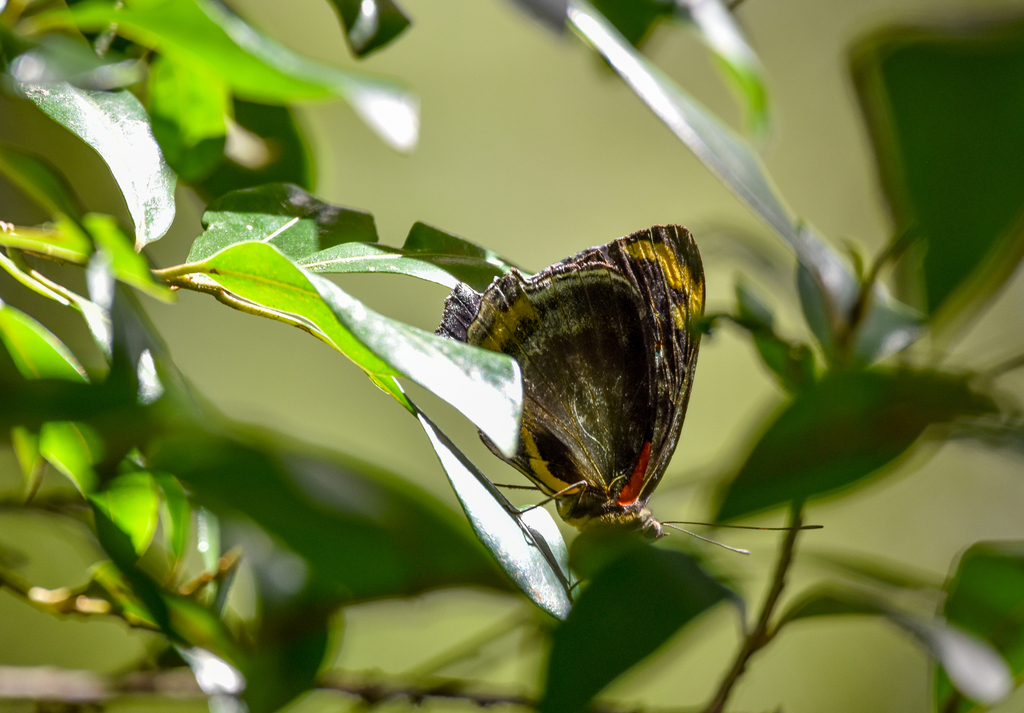 Jezebel Nymph, Mynes geoffroyi
