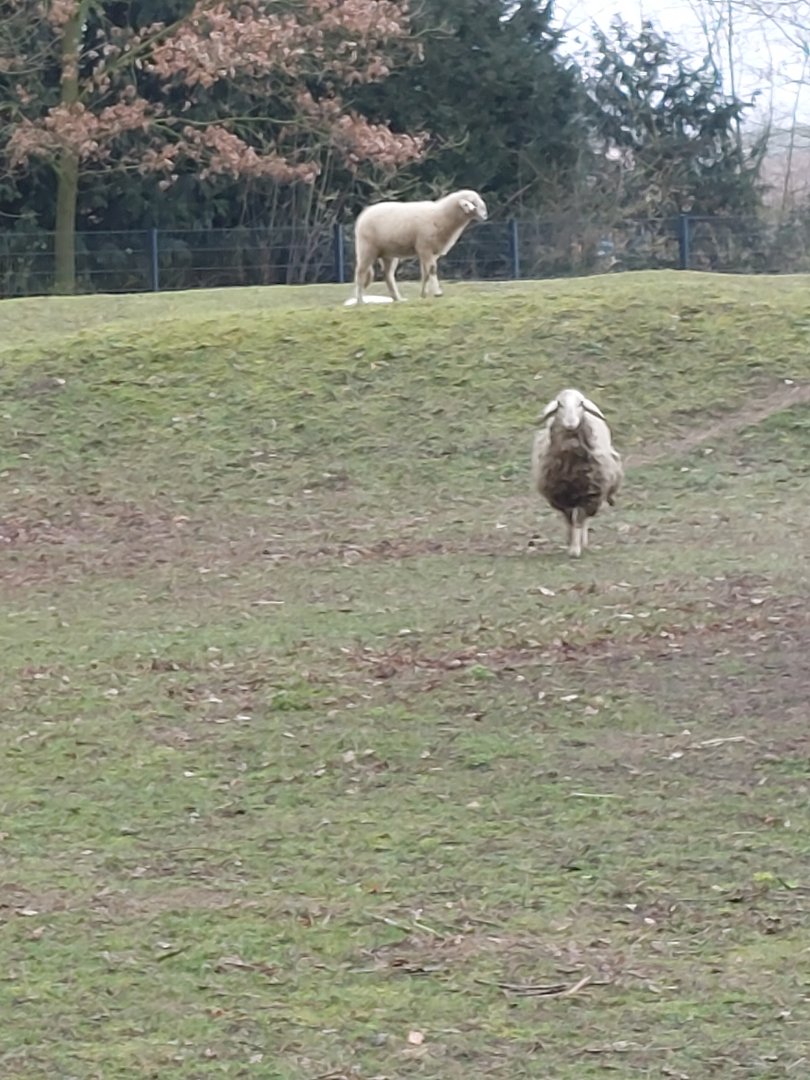 Jezersko–Solčava sheep Stadtpark Emsdetten