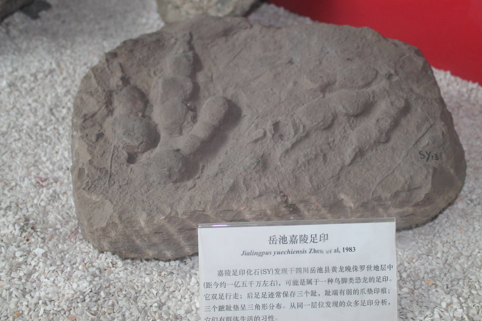 Jialingpus yuechiensis