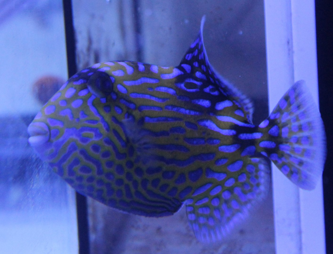 Jigsaw triggerfish - Pseudobalistes fuscus
