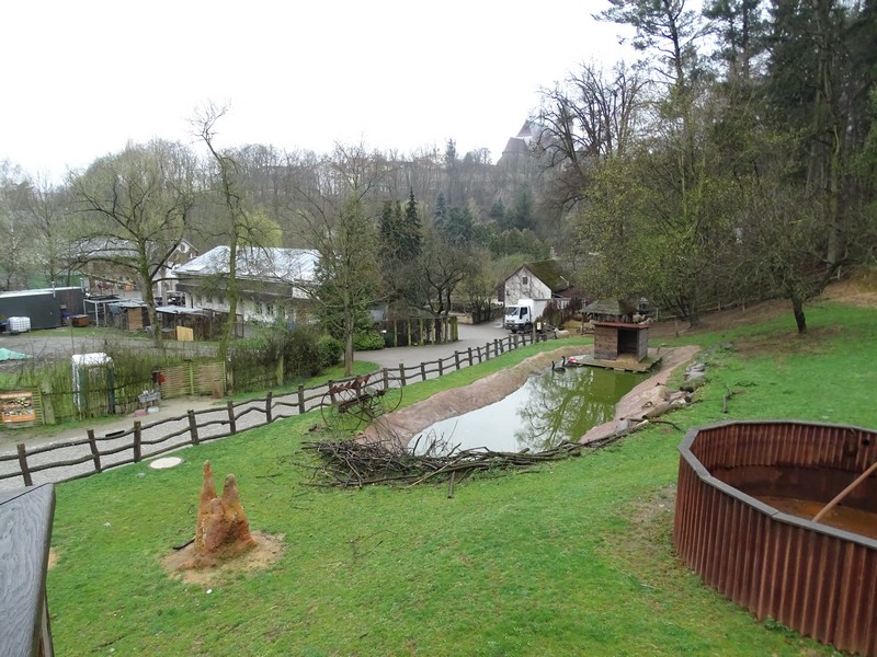 Jihlava 04/2016: Black swan enclosure