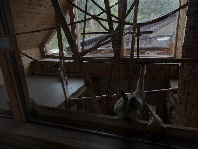 Jihlava 04/2016: Gibbons indoor, upper floor