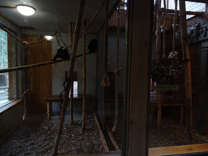 Jihlava 04/2016: Gibbons indoors