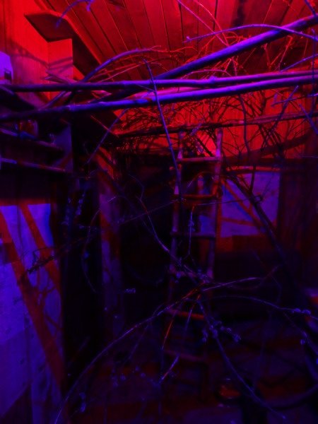 Jihlava 04/2016: Kuskus / sugar glider enclosure