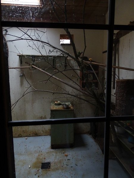 Jihlava 04/2016: Lorikeets indoor enclosure