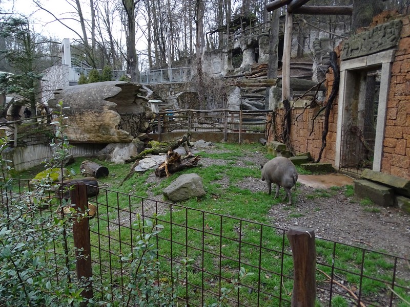 Jihlava 04/2016: Part of babirussa enclosure