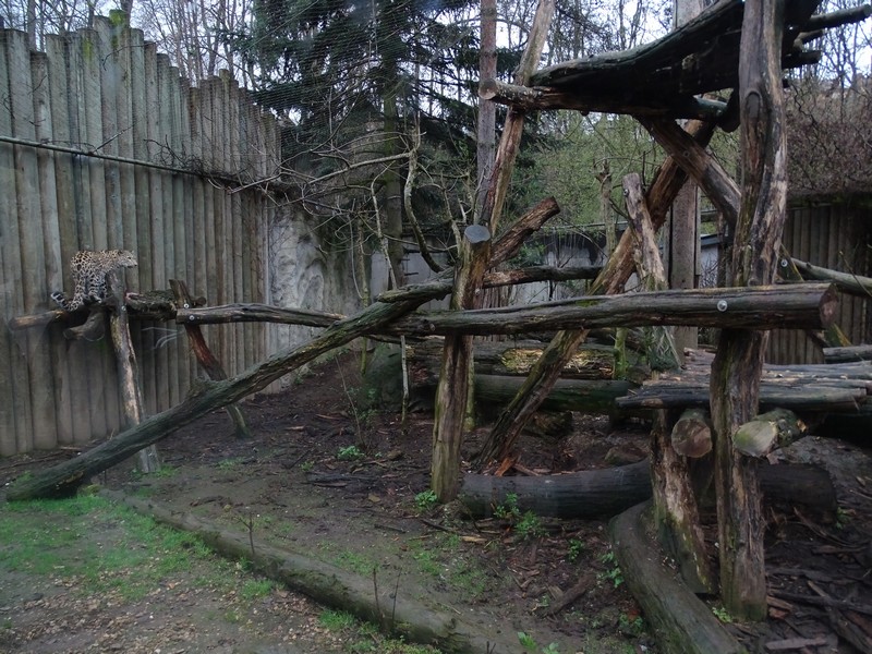 Jihlava 04/2016: Persian leopard enclosure