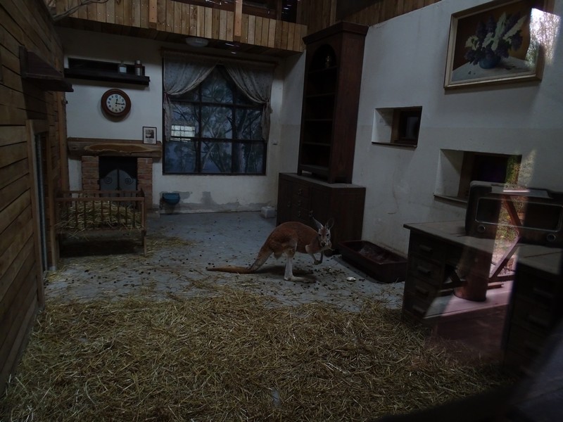 Jihlava 04/2016: Red Kangaroo enclosure