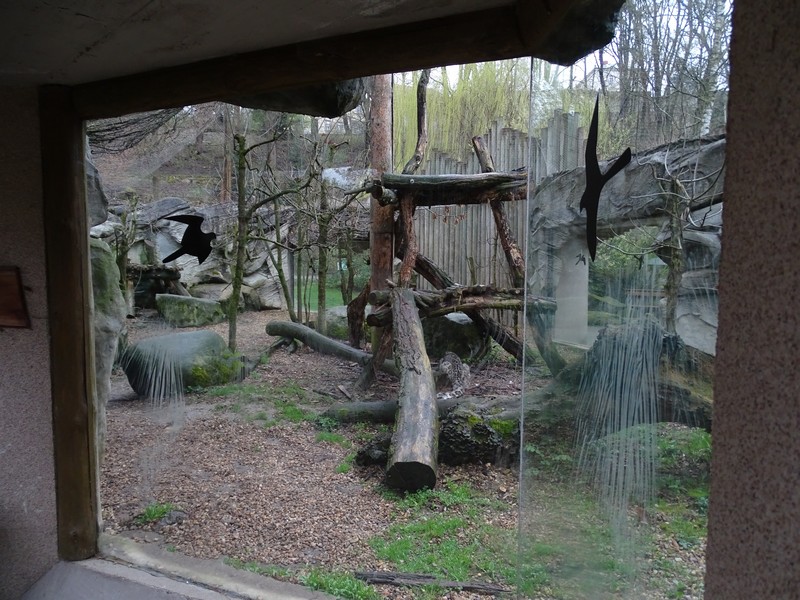 Jihlava 04/2016: Snow leopard enclosure
