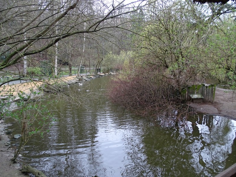 Jihlava 04/2016: Waterfowl/pelican pond