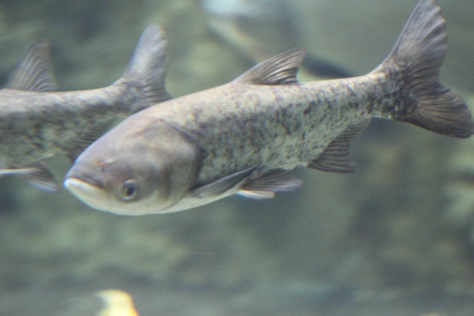 Jihlava- Cyprinidae ID?