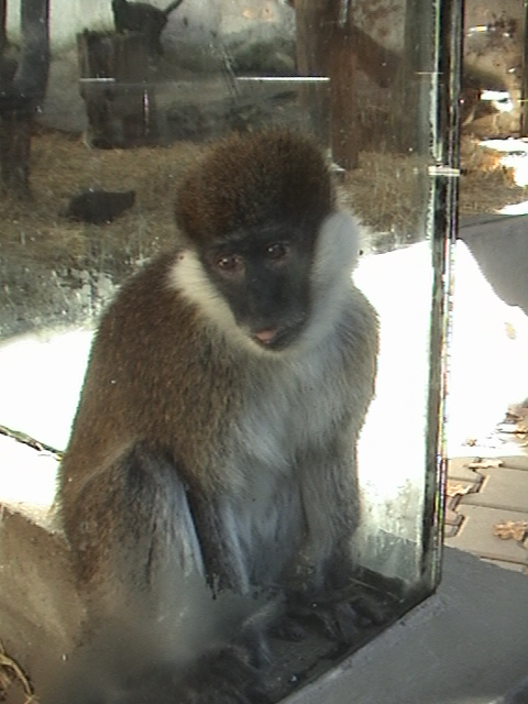 Jihlava Zoo Bale Mountains Vervet