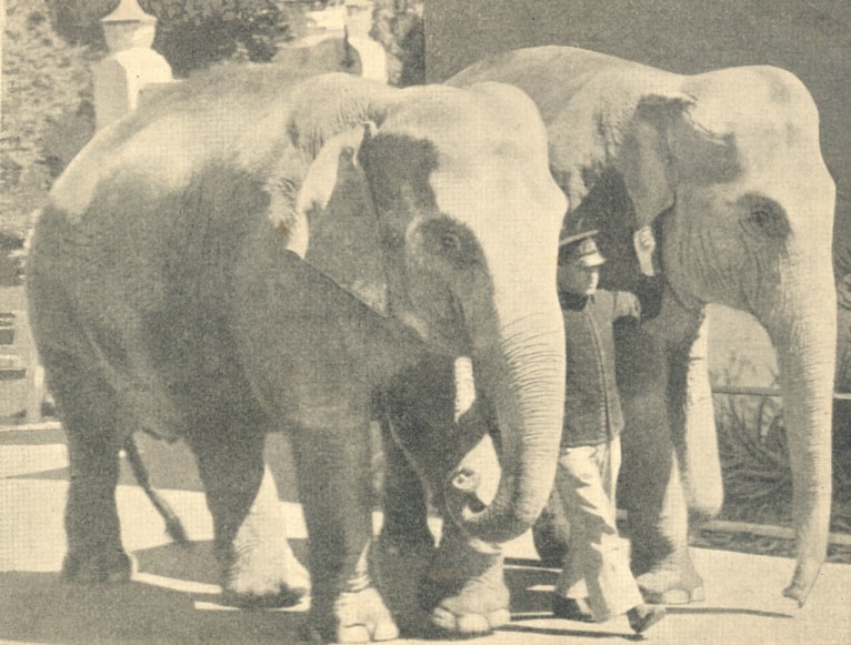 Jill and Ranee, Taronga, ~ 1944