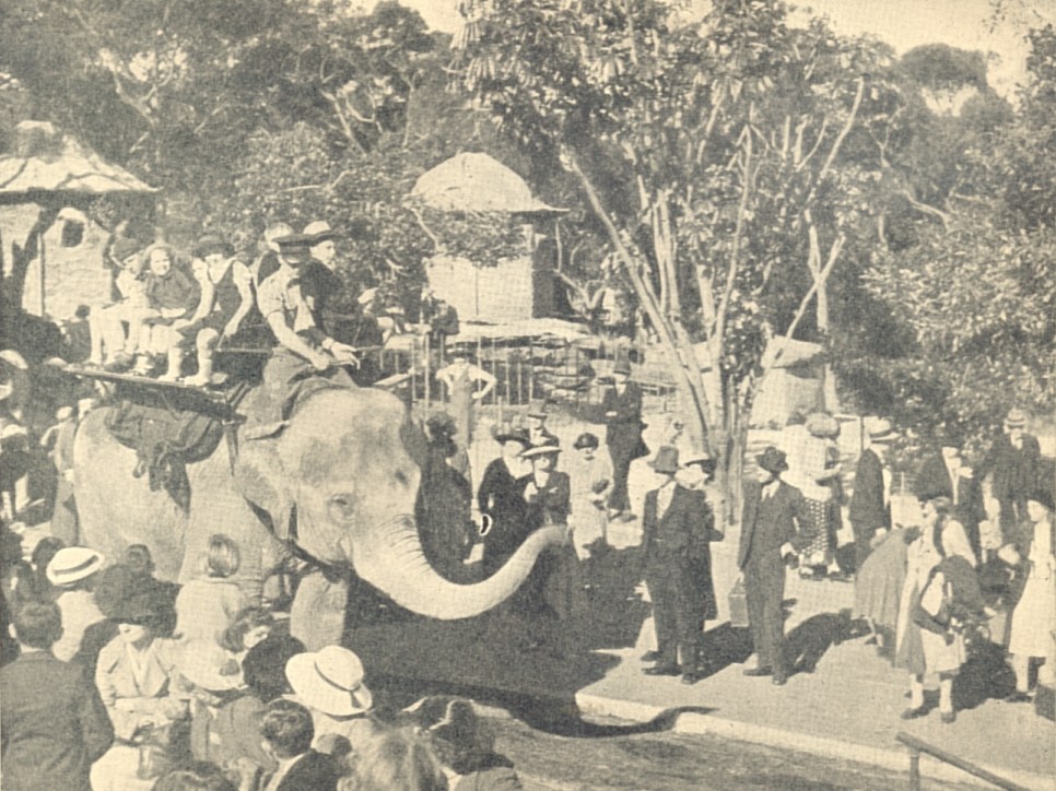 Jill, Taronga Zoo, ~1944