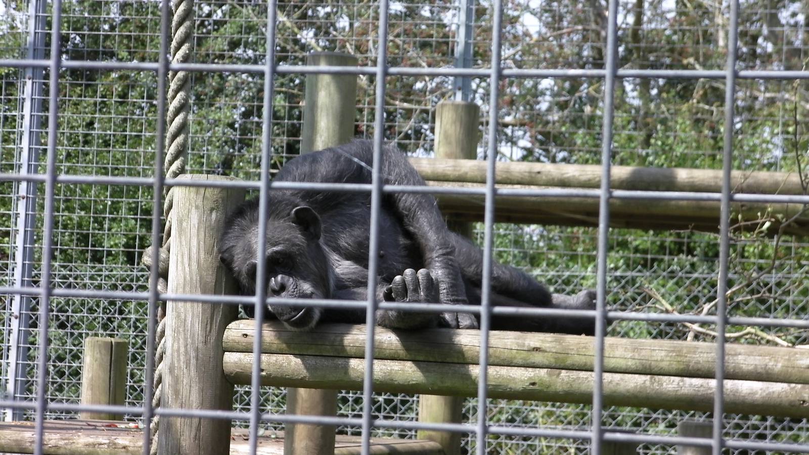 Jill the Chimpanzee - 31.07.2011